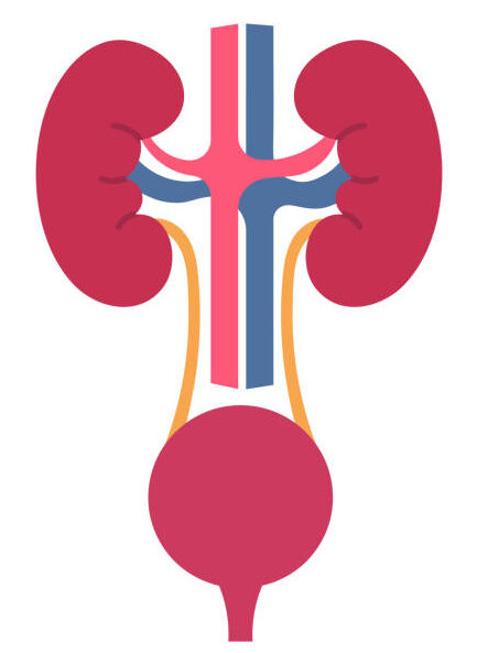 urology icon